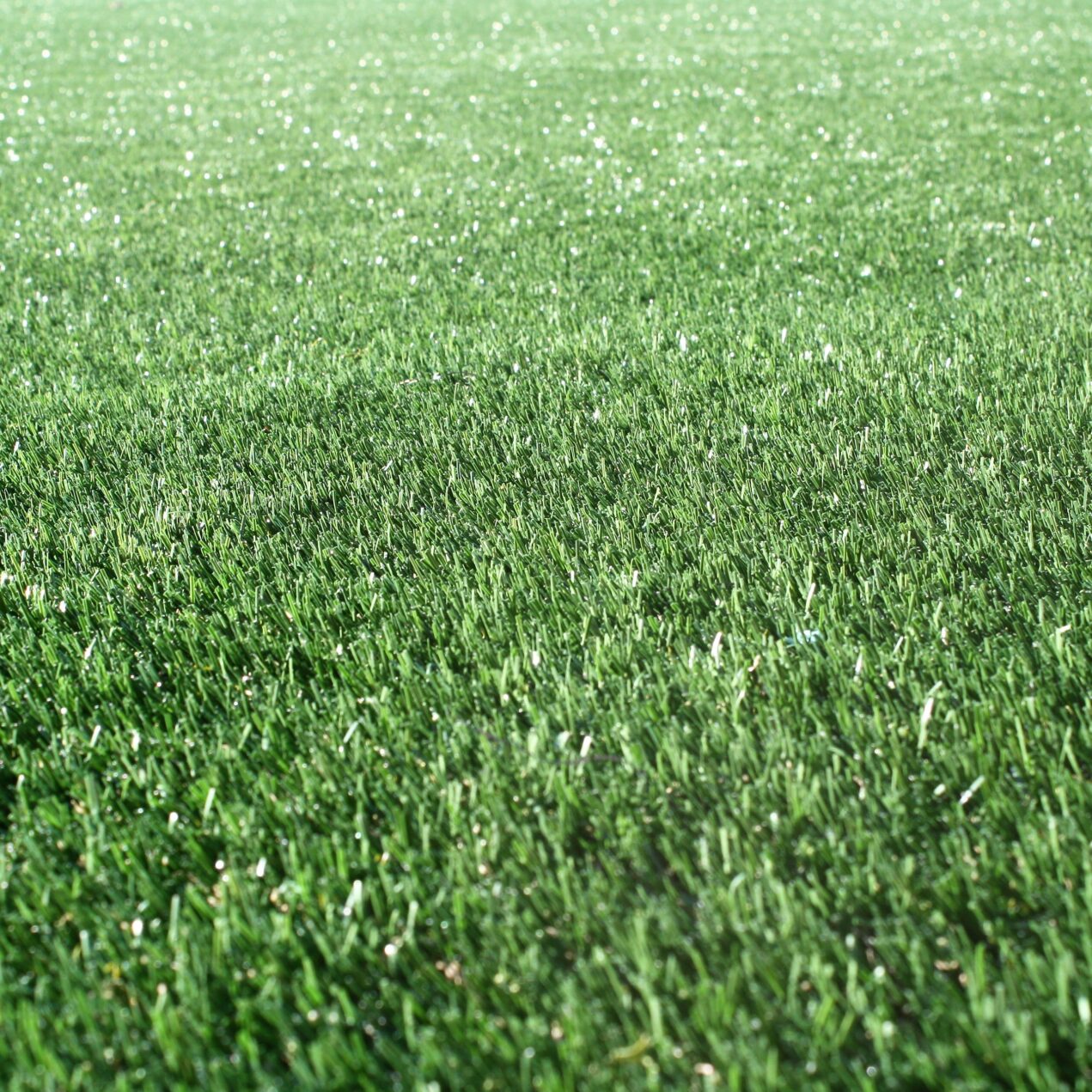 Grass turf for sale store near me