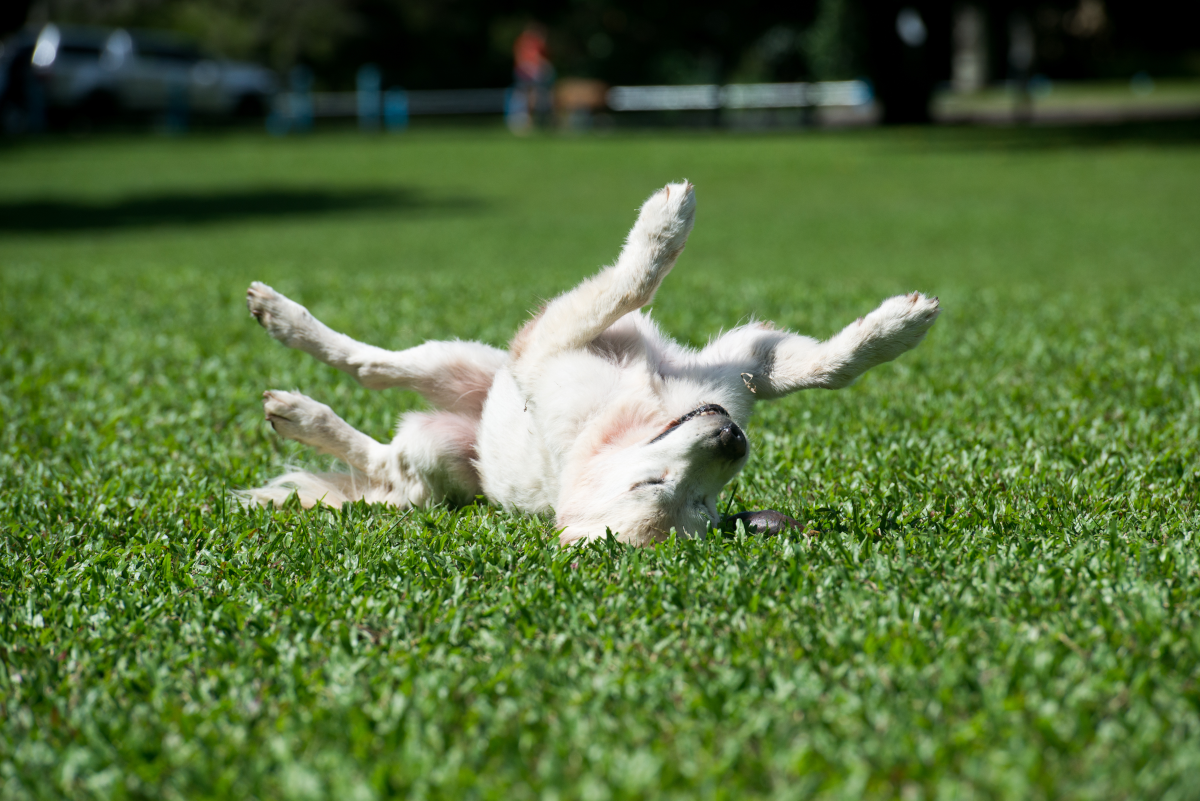 a picture of a dog relaxing on a turf lawn