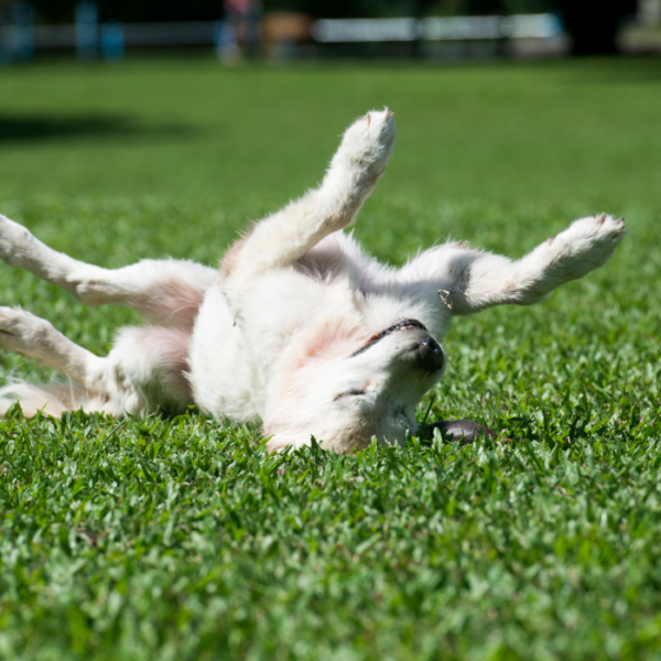 Artificial Turf With Dogs ReTurf