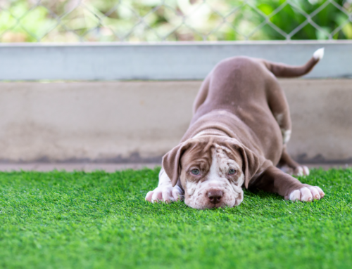 Artificial Grass: Recycled & Reusable Options