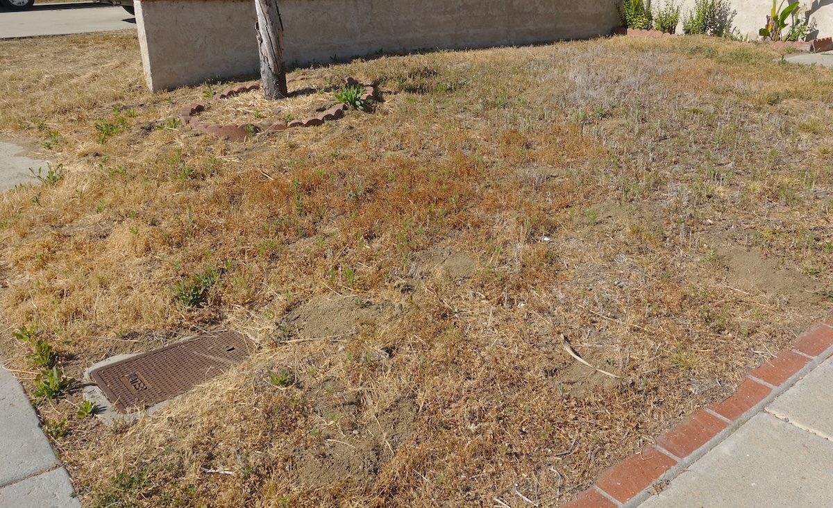 A picture of Artificial Turf for Rental Properties