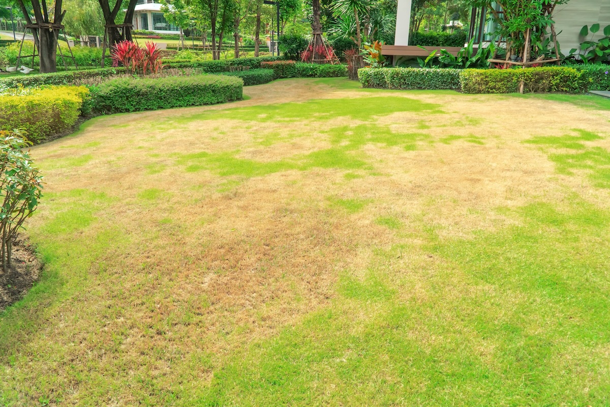 A picture of Artificial Turf for Rental Properties