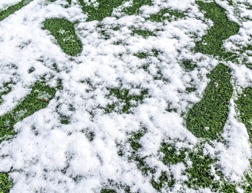 How Artificial Grass Handles Winter Weather (and Care Tips)