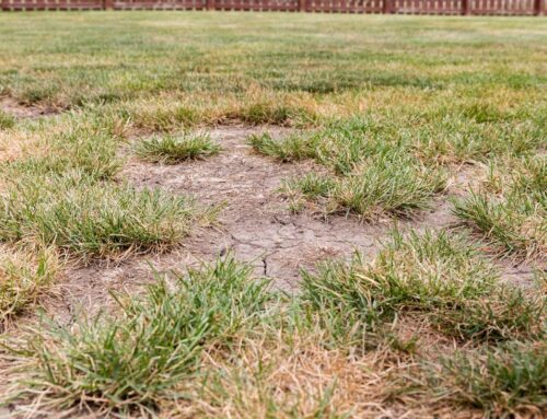 How to Fix Areas of Grass That Won’t Grow