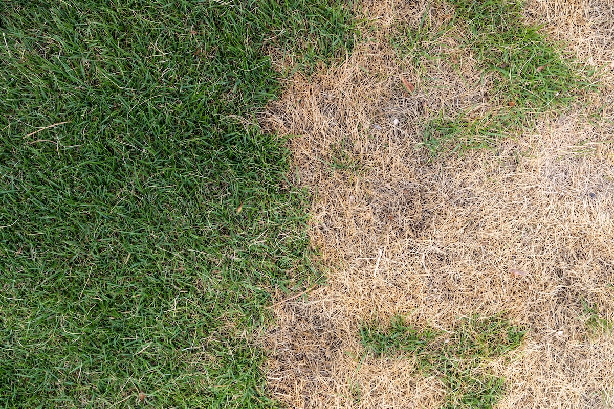 A picture of How to Fix Areas of Grass That Won’t Grow